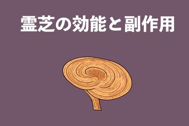 霊芝とは？霊芝の効能と種類、副作用は？どのように食べればいい？