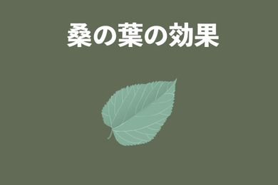 桑の葉の効能は？食べ方、摂取量を教える