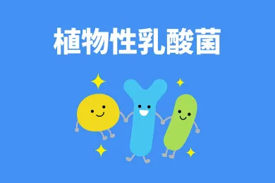 植物性乳酸菌：動物性乳酸菌との違い、代表的な菌株まで徹底解説